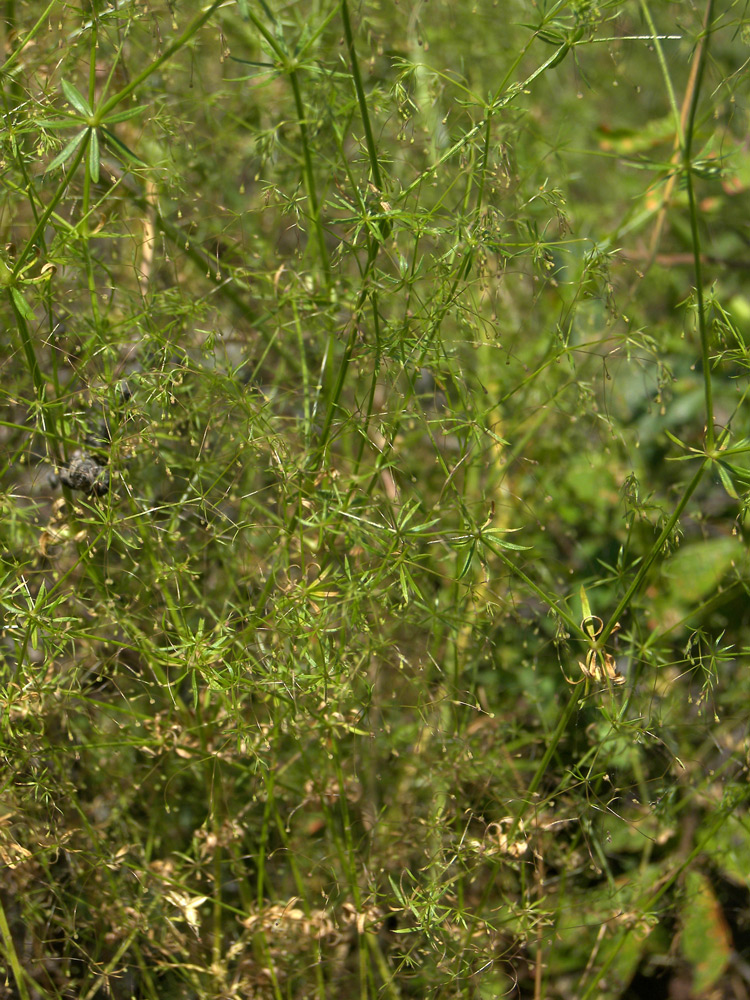 Image of Galium tenuissimum specimen.