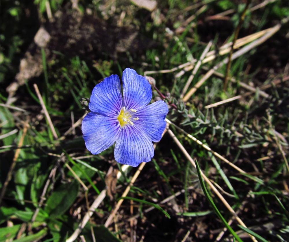 Изображение особи род Linum.