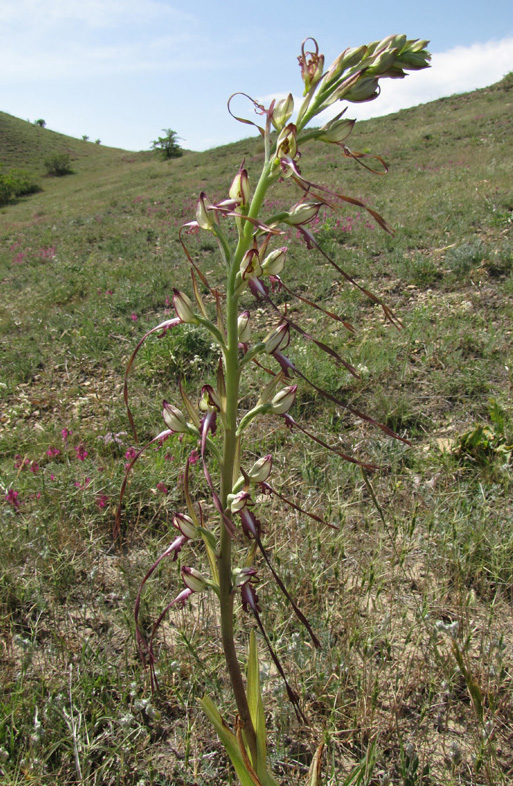 Изображение особи Himantoglossum caprinum.