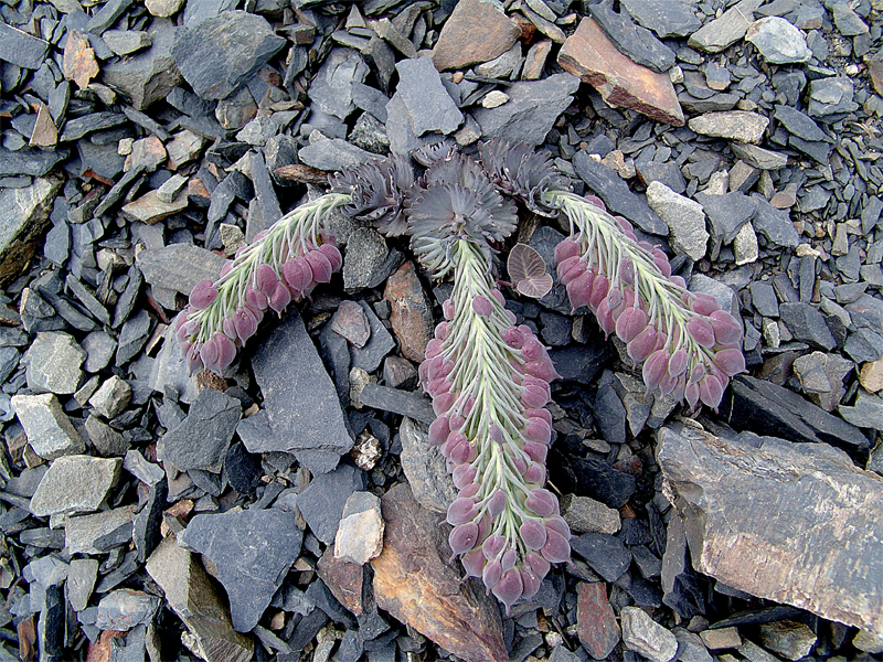 Изображение особи Pseudovesicaria digitata.