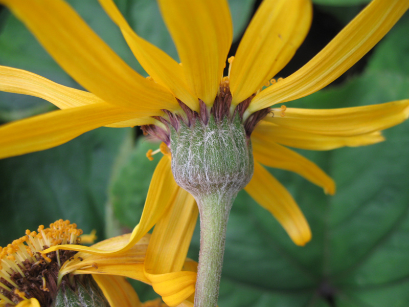 Image of Ligularia dentata specimen.