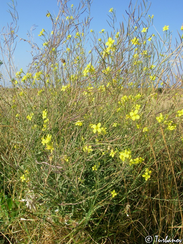 Image of Diplotaxis tenuifolia specimen.