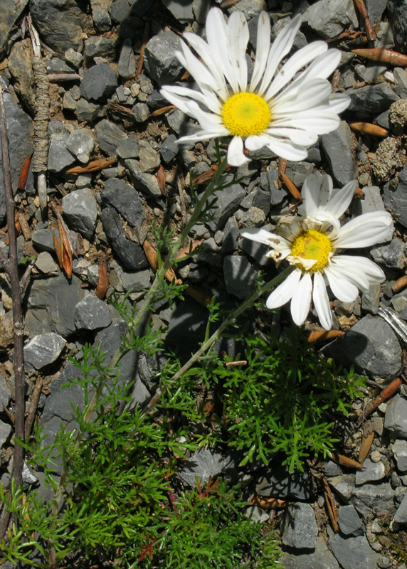 Image of Chrysanthemum coreanum specimen.