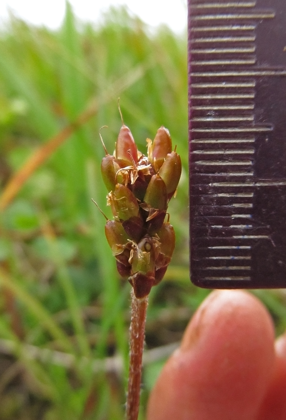 Image of Plantago macrocarpa specimen.