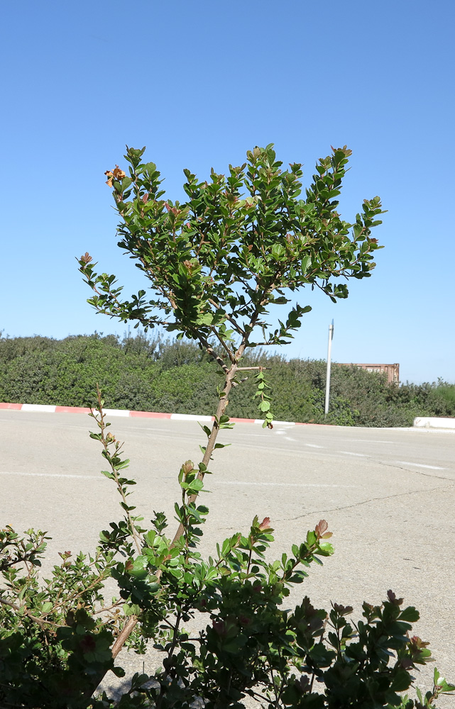 Изображение особи Rhus crenata.