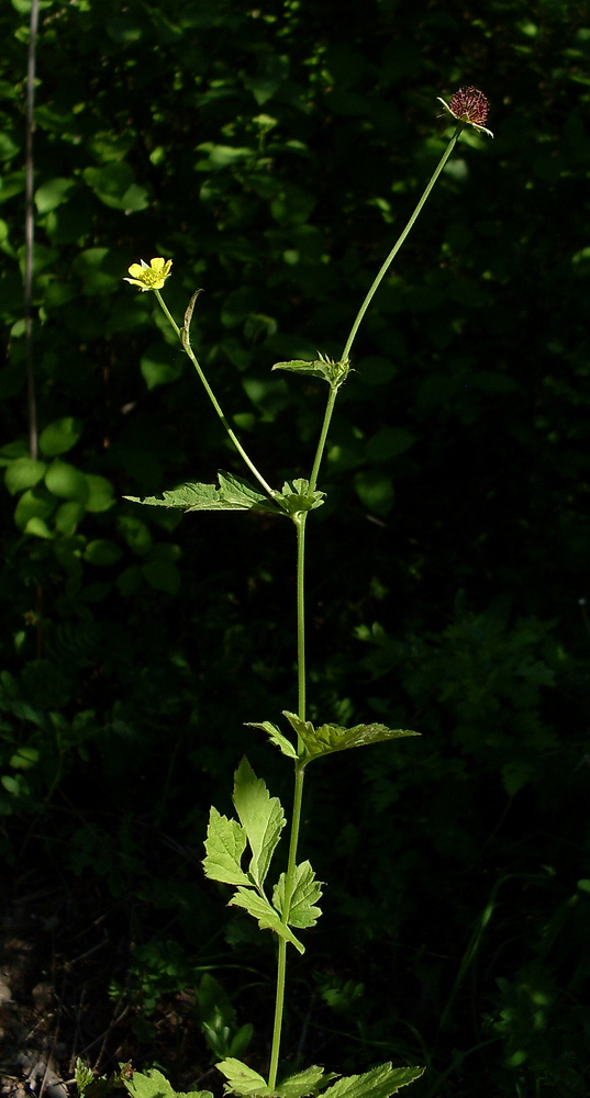 Image of Geum urbanum specimen.