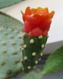 genus Opuntia. Цветок. Египет, окр. г. Хургада, территория отеля, в озеленении. 07.11.2010.