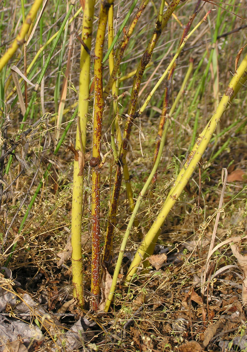 Изображение особи Rosa cinnamomea.