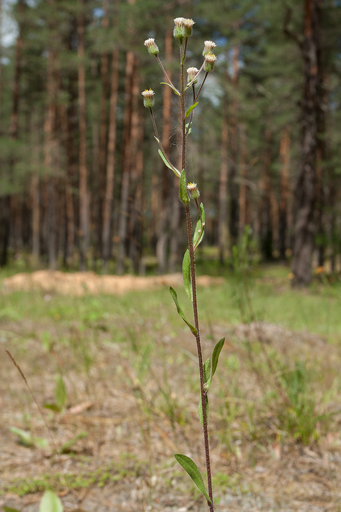 Image of Erigeron acris specimen.