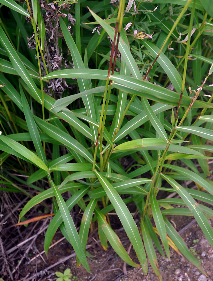 Изображение особи Spodiopogon sibiricus.