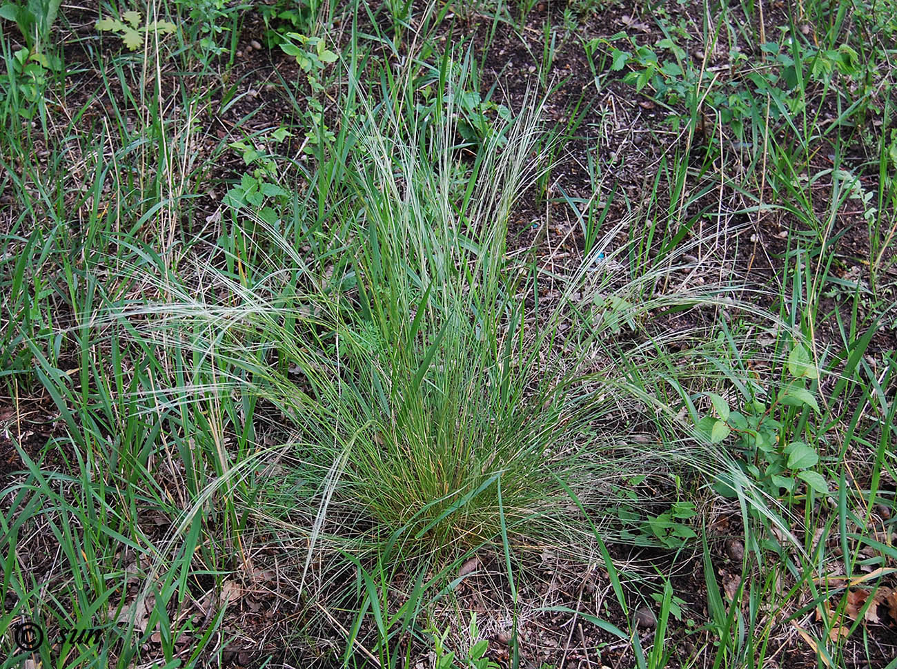 Image of Stipa lessingiana specimen.