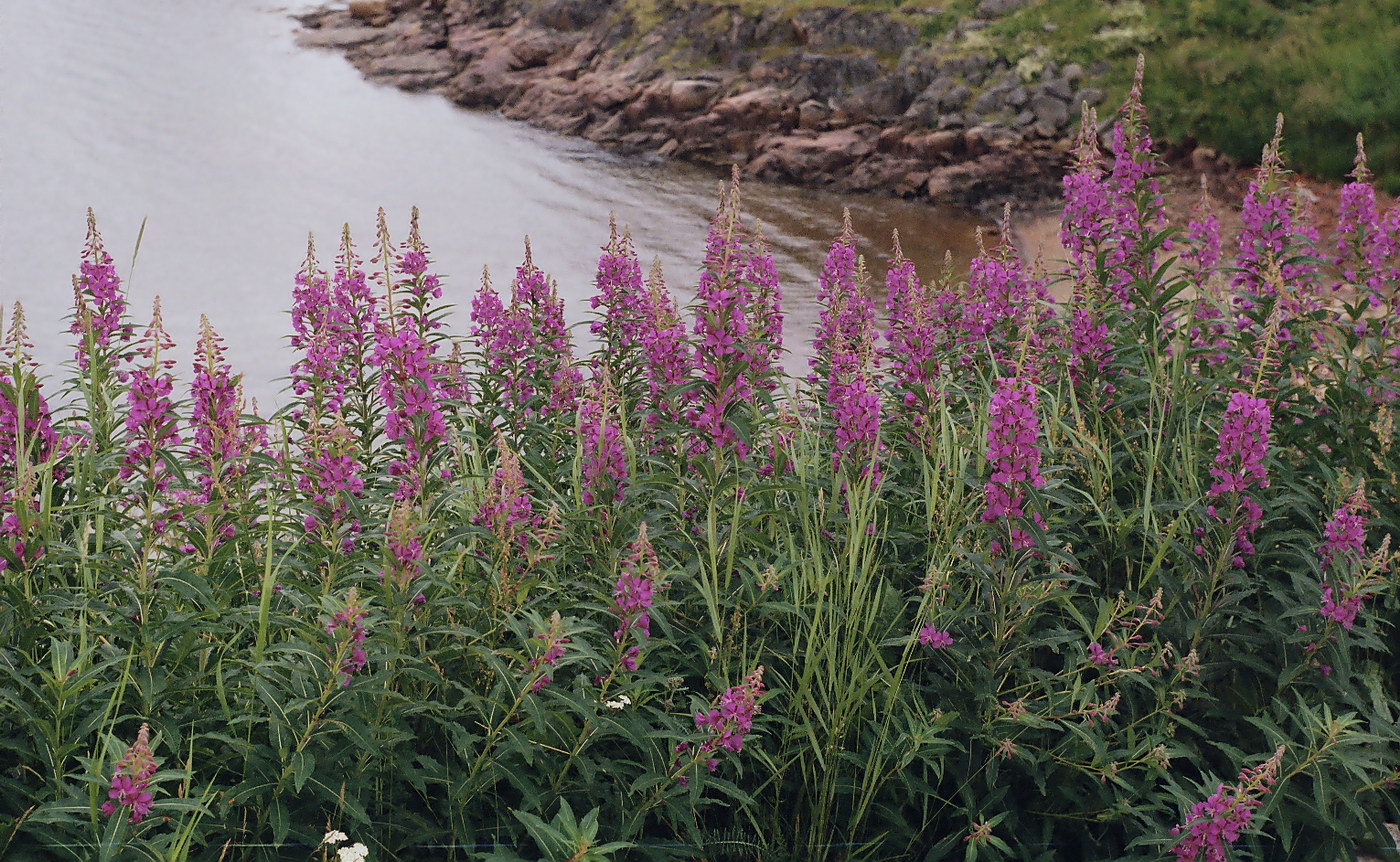 Image of Chamaenerion angustifolium specimen.