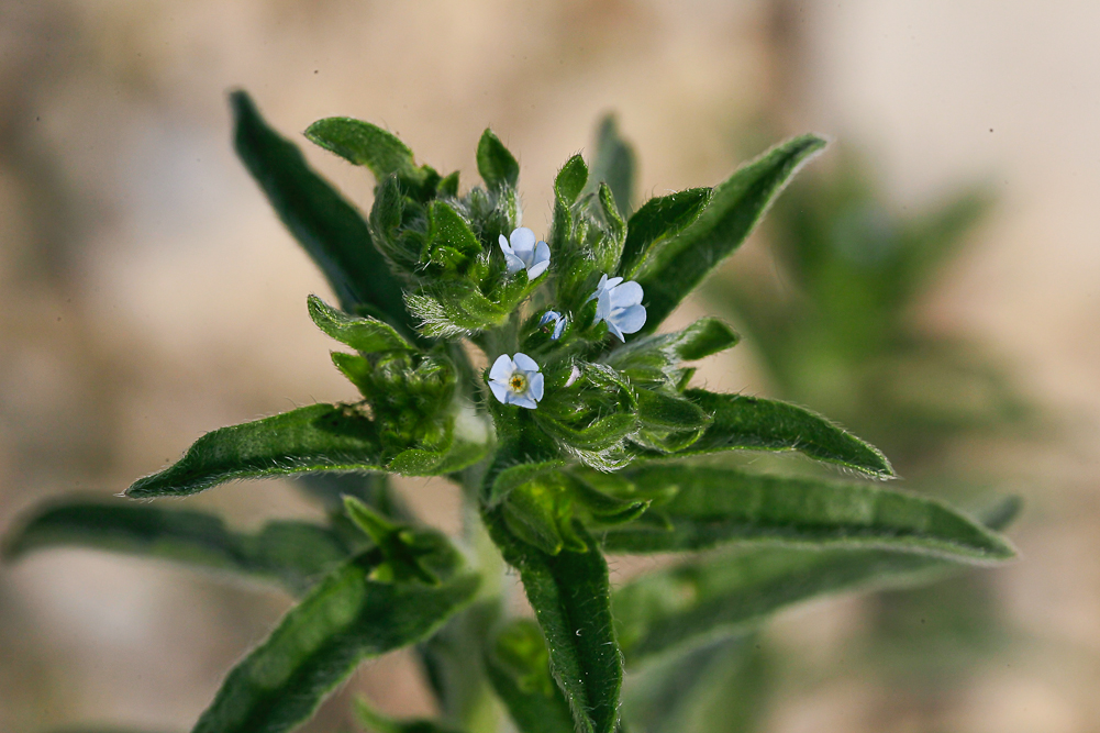 Липучка оттопыренная. Липучка Lappula Myosotis. Липучка растопыренная (Lappula squarrosa). Липучка ежевидная (Lappula squarrosa),. Lappula squarrosa (Retz.) Dumort. – Липучка оттопыренная.