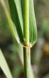 Phleum pratense. Часть стебля с основанием листа. Республика Адыгея, г. Майкоп, восточная окраина города, луг. 25.06.2016.