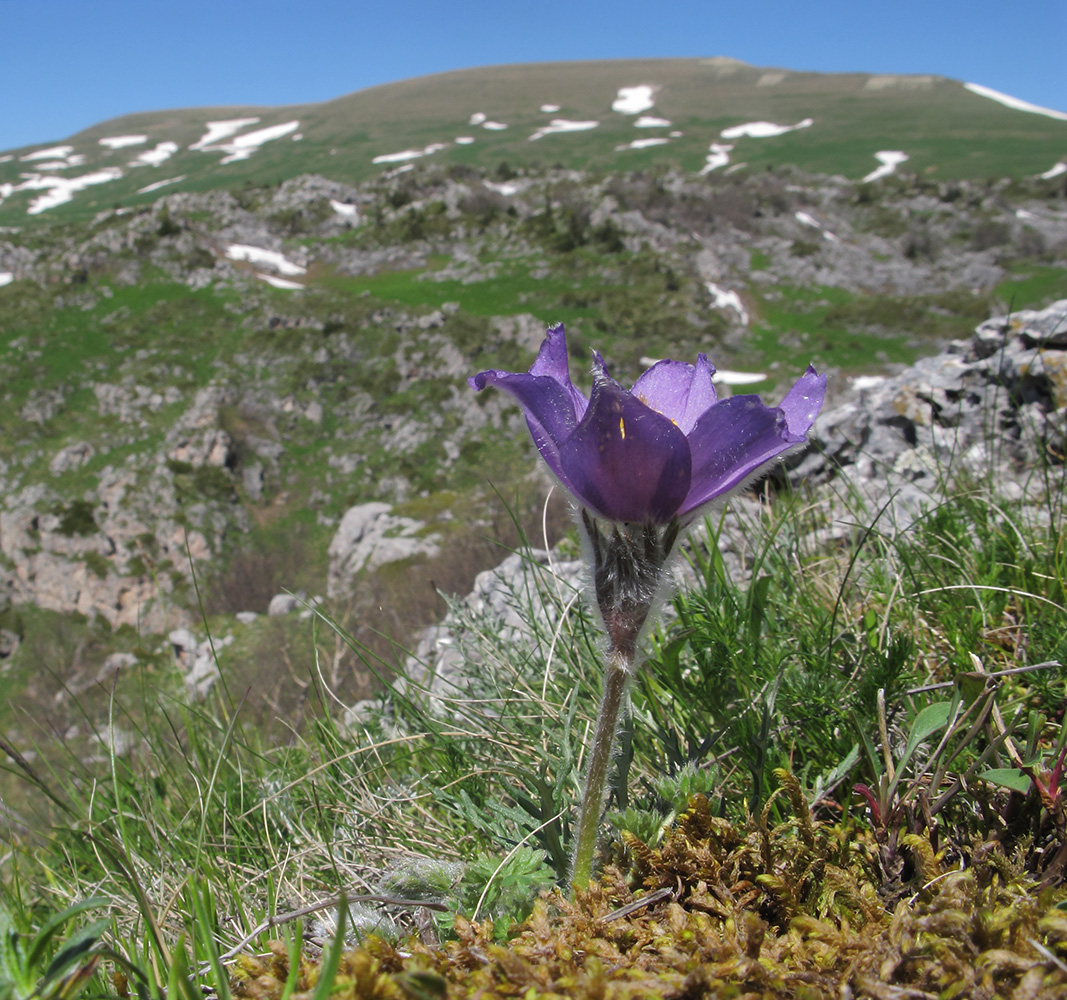 Image of Pulsatilla violacea specimen.