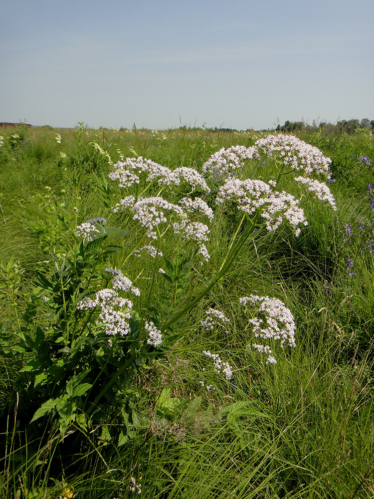 Image of genus Valeriana specimen.