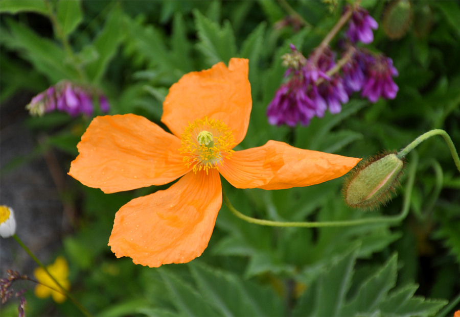 Image of Papaver oreophilum specimen.