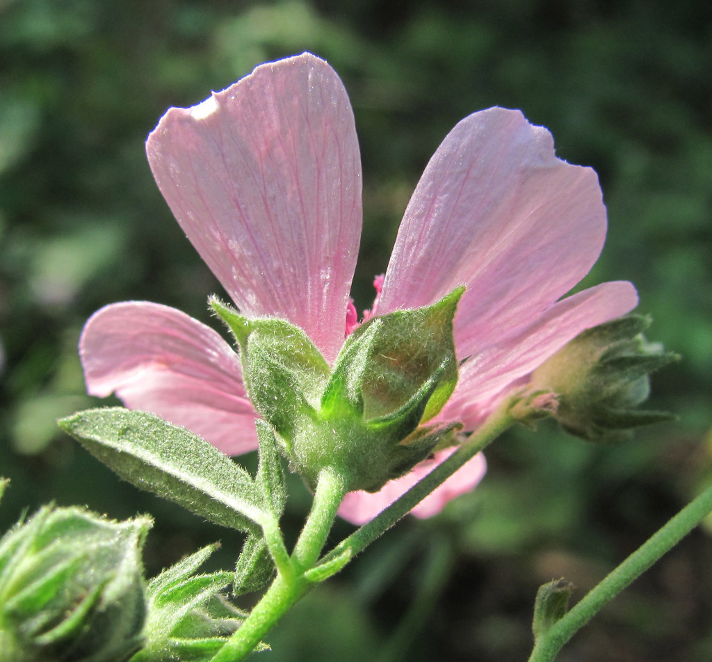 Image of Althaea narbonensis specimen.