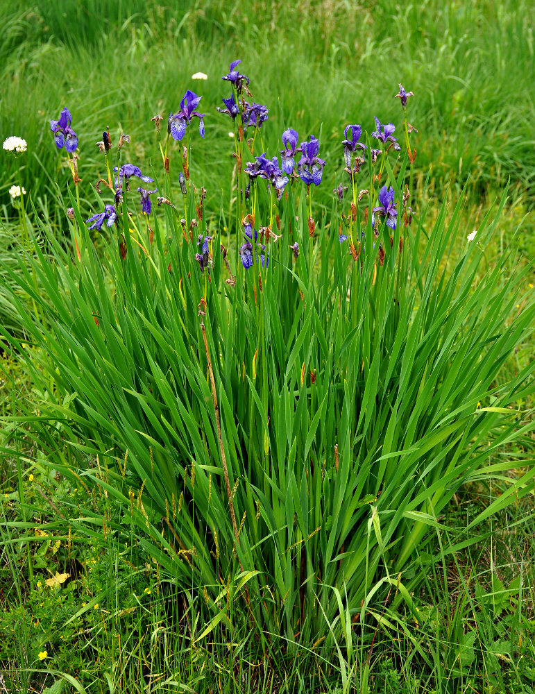 Image of Iris sibirica specimen.