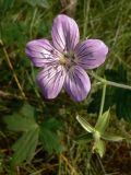 Geranium wlassovianum. Цветок. Амурская обл., Бурейский р-н, окр. с. Виноградовка, дубовый лес, небольшая влажная поляна. 20.07.2016.