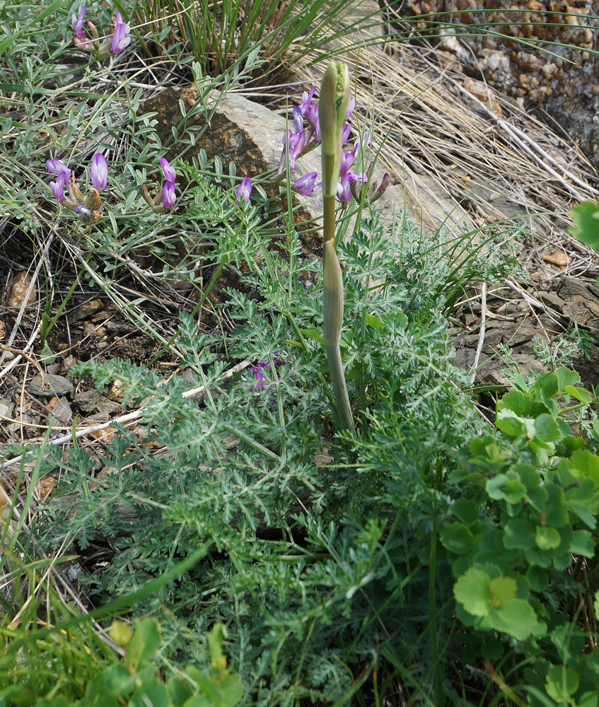 Изображение особи семейство Apiaceae.