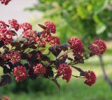 Physocarpus opulifolius