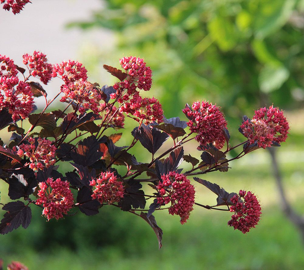 Image of Physocarpus opulifolius specimen.