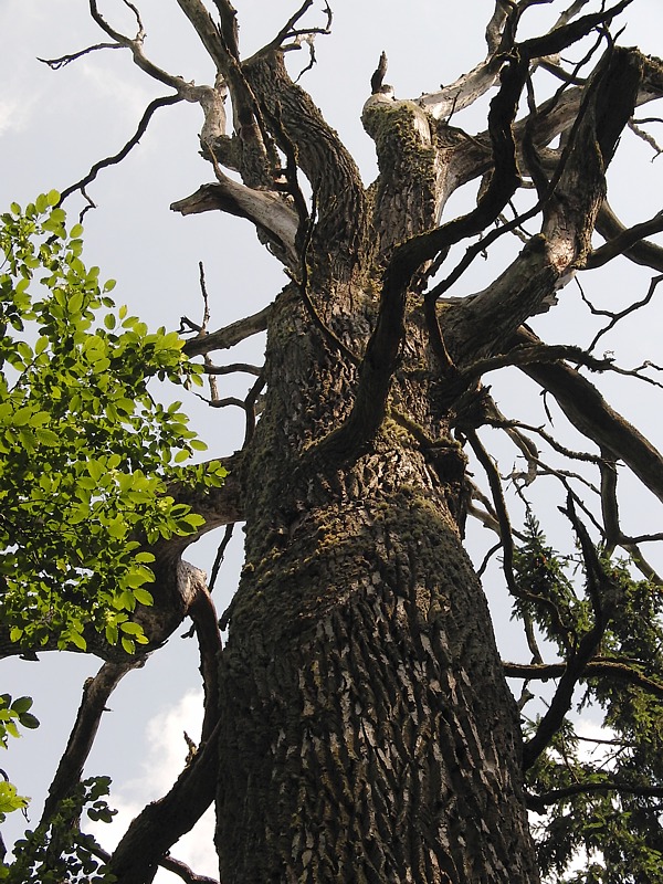 Изображение особи Quercus robur.