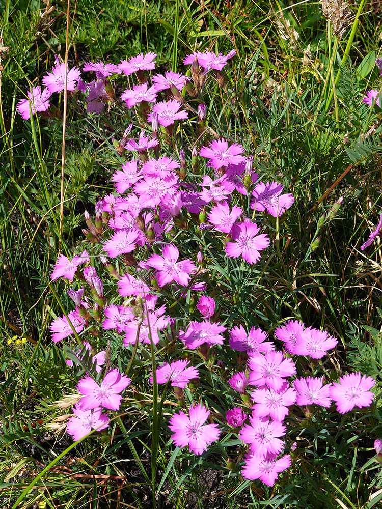 Image of Dianthus versicolor specimen.