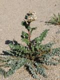 Chylismia claviformis. Цветущее растение. США, Калифорния, Joshua Tree National Park, пустыня Колорадо. 01.03.2017.