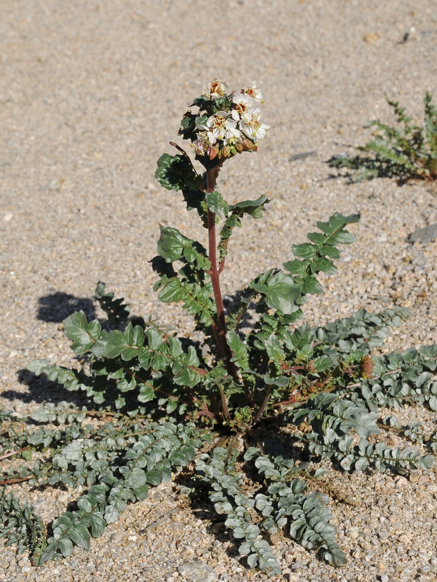 Image of Chylismia claviformis specimen.