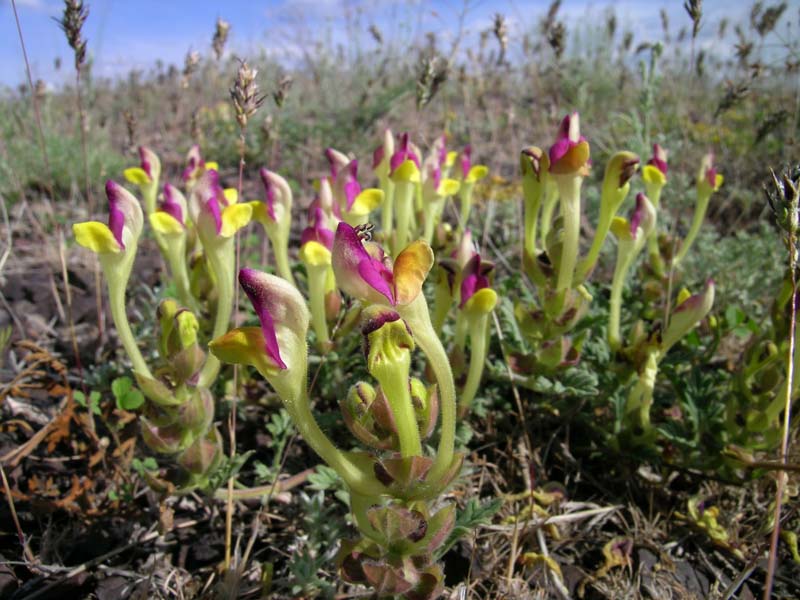 Image of Scutellaria sieversii specimen.