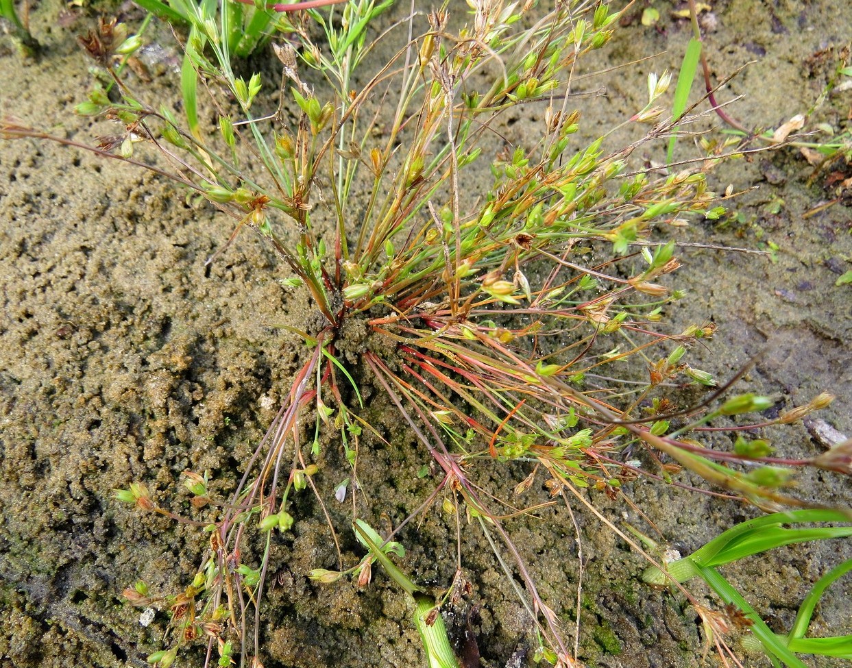 Изображение особи Juncus nastanthus.