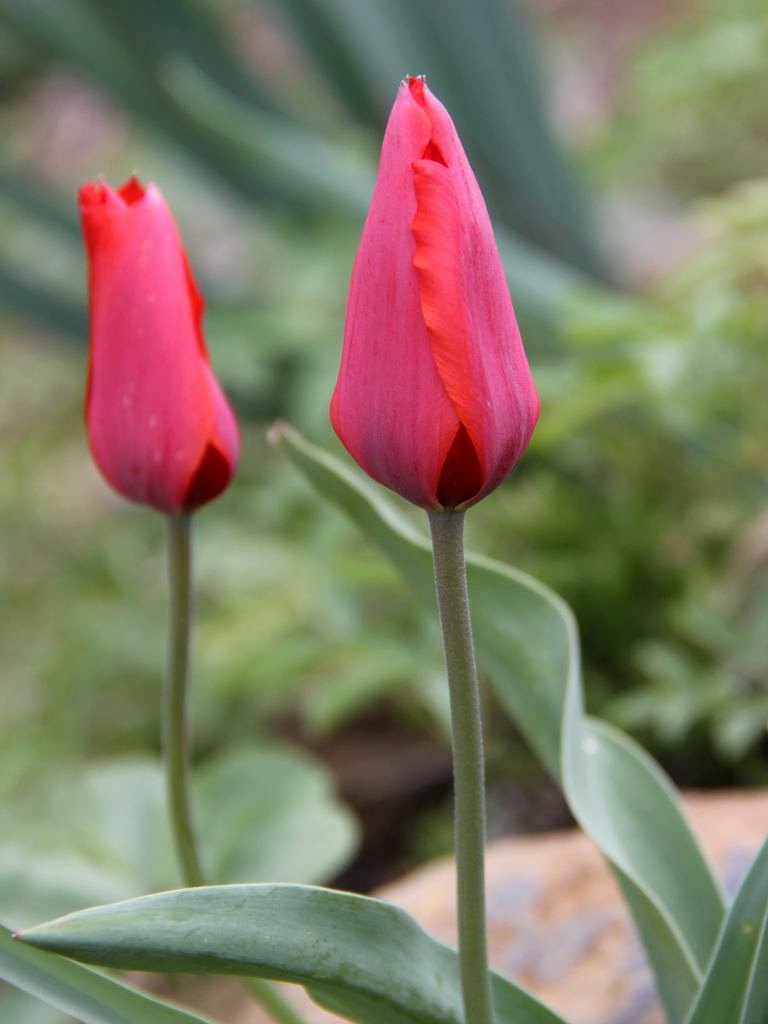 Image of Tulipa butkovii specimen.