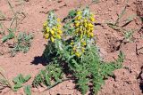 Phlomoides speciosa