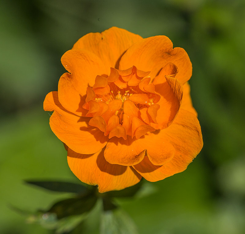 Image of Trollius asiaticus specimen.