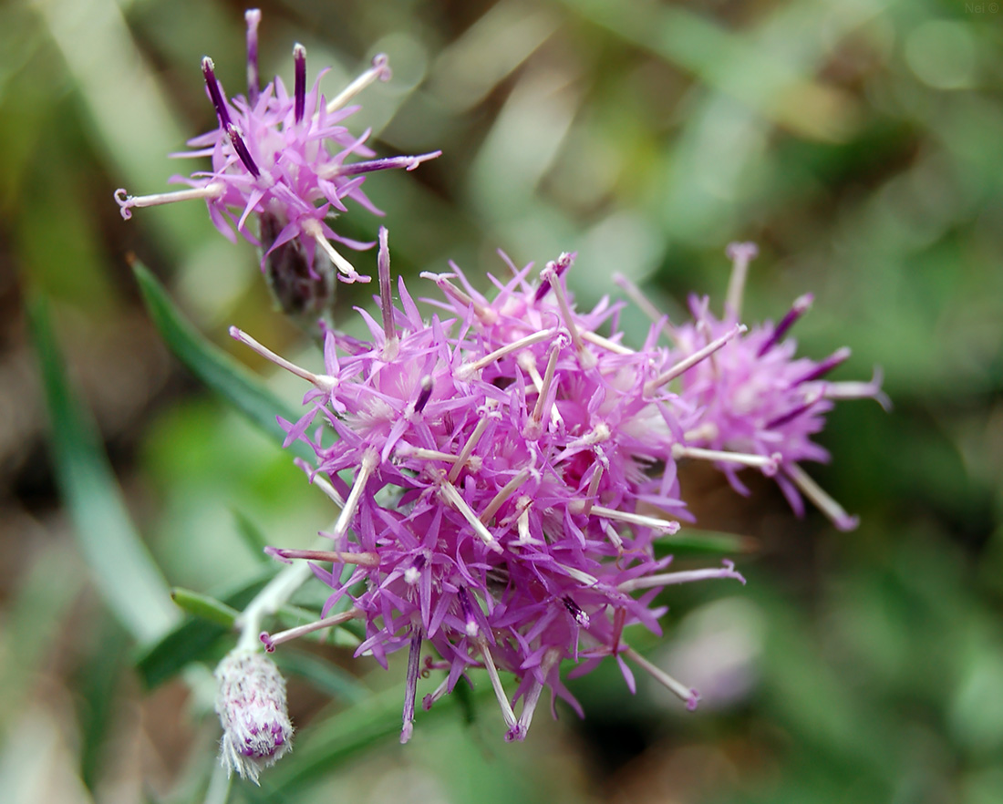 Image of Saussurea salicifolia specimen.