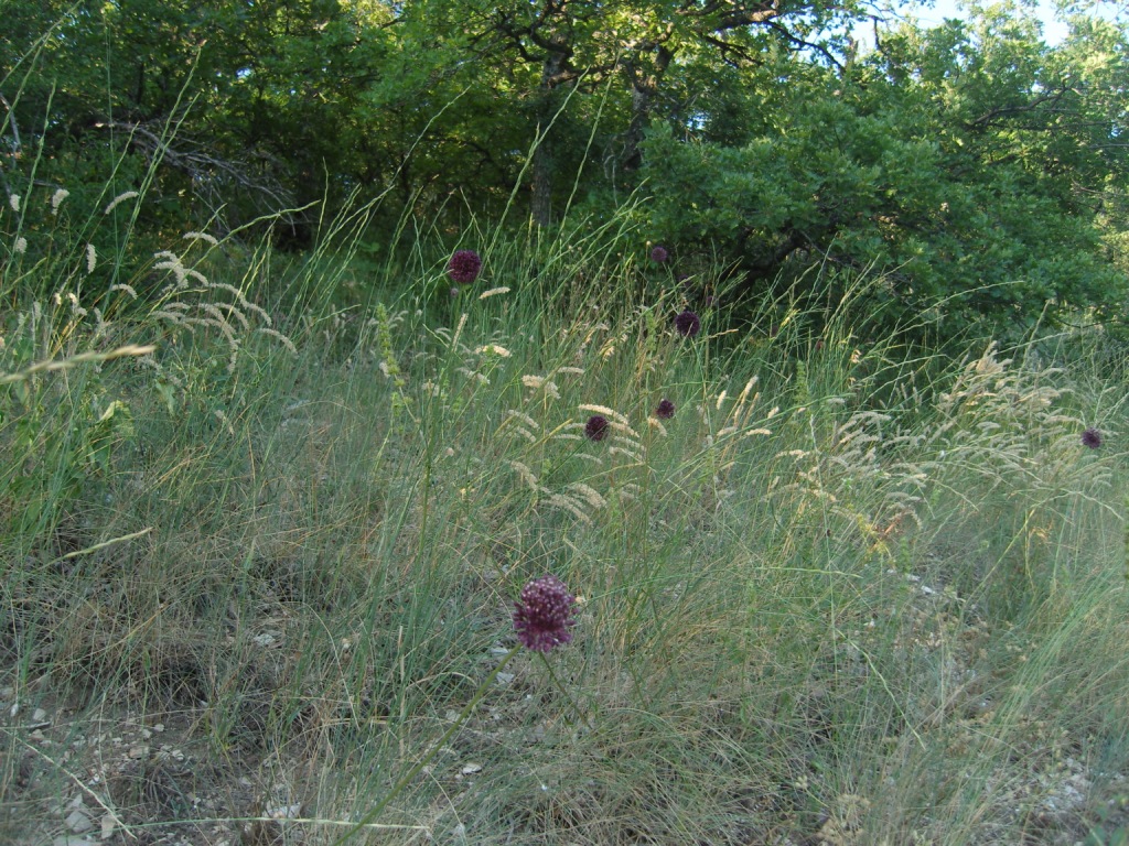 Изображение особи Allium atroviolaceum.