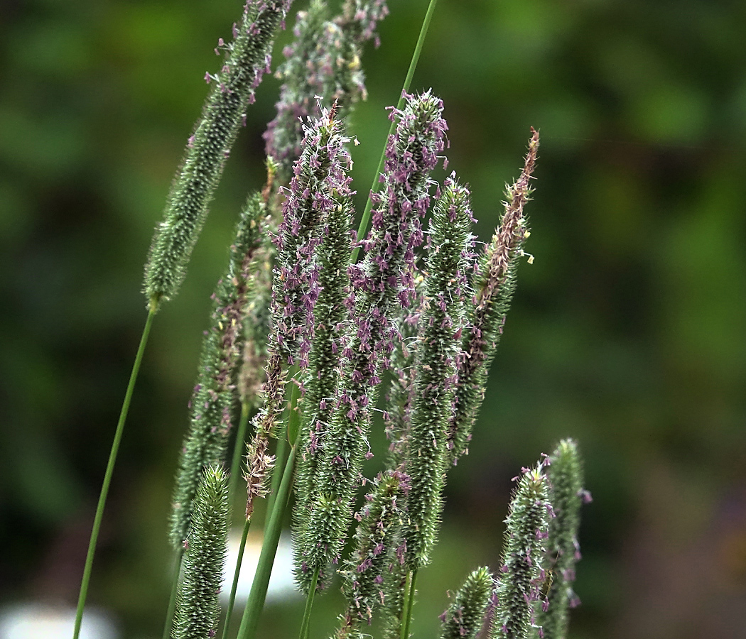 Image of Phleum pratense specimen.