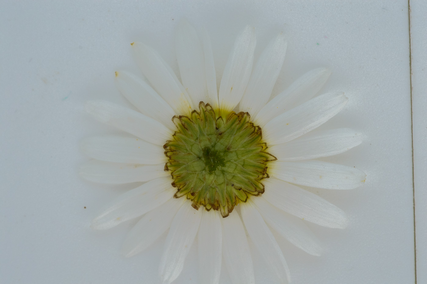 Image of Tripleurospermum inodorum specimen.