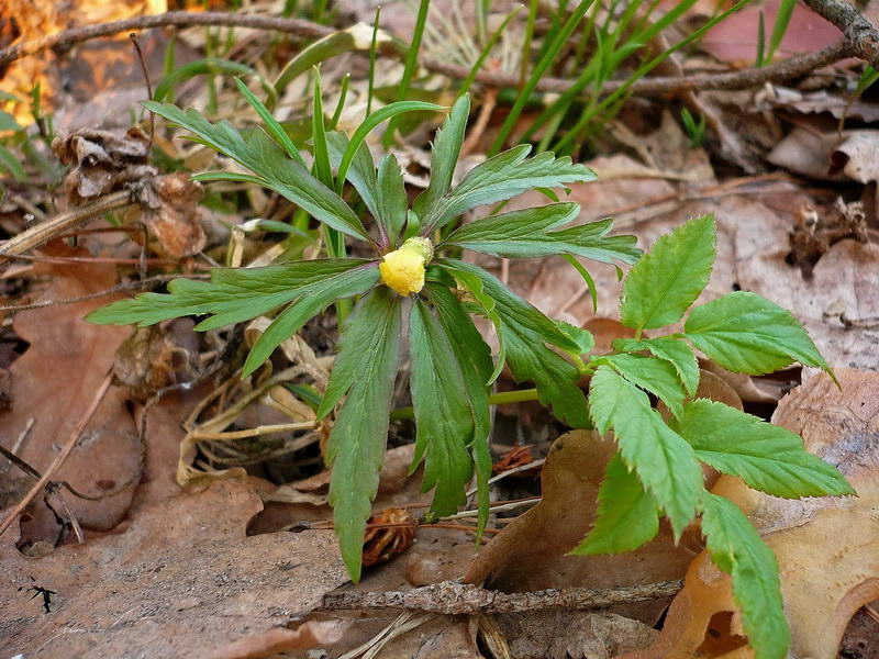 Изображение особи Anemone ranunculoides.