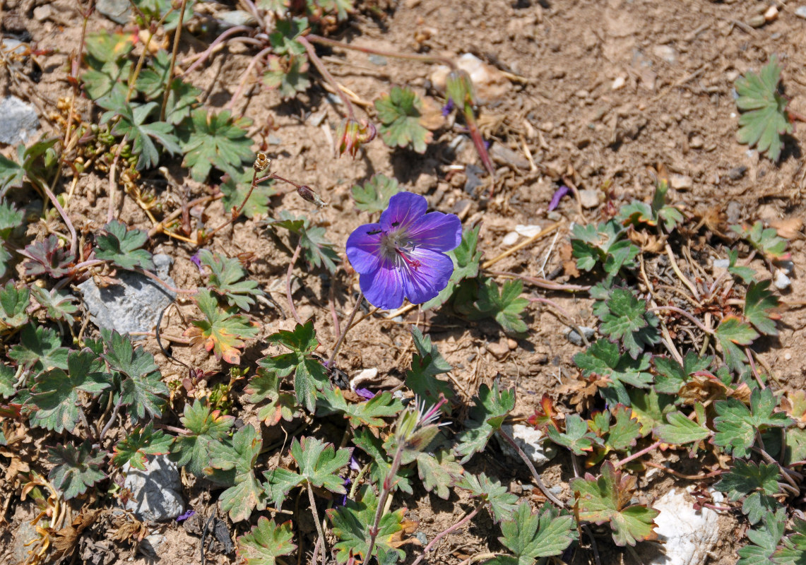 Image of Geranium regelii specimen.