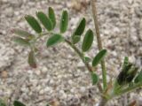 Astragalus hamosus. Часть побега с листом; видны прилистники. Крым, Севастополь, бух. Камышовая. 8 мая 2010 г.