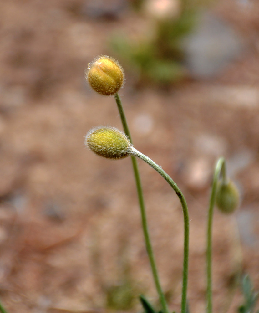 Image of Papaver rubro-aurantiacum specimen.