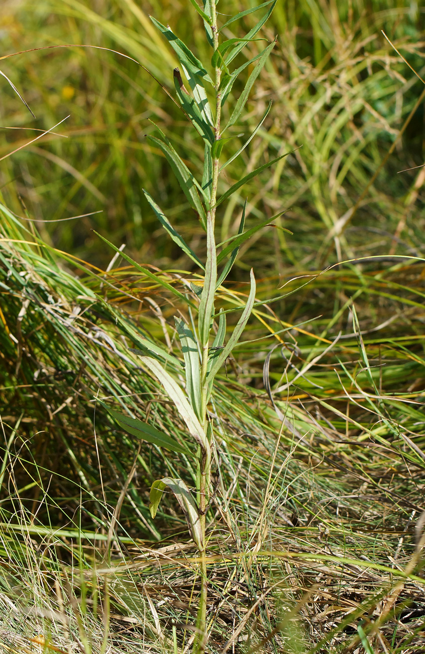 Image of Hieracium umbellatum specimen.