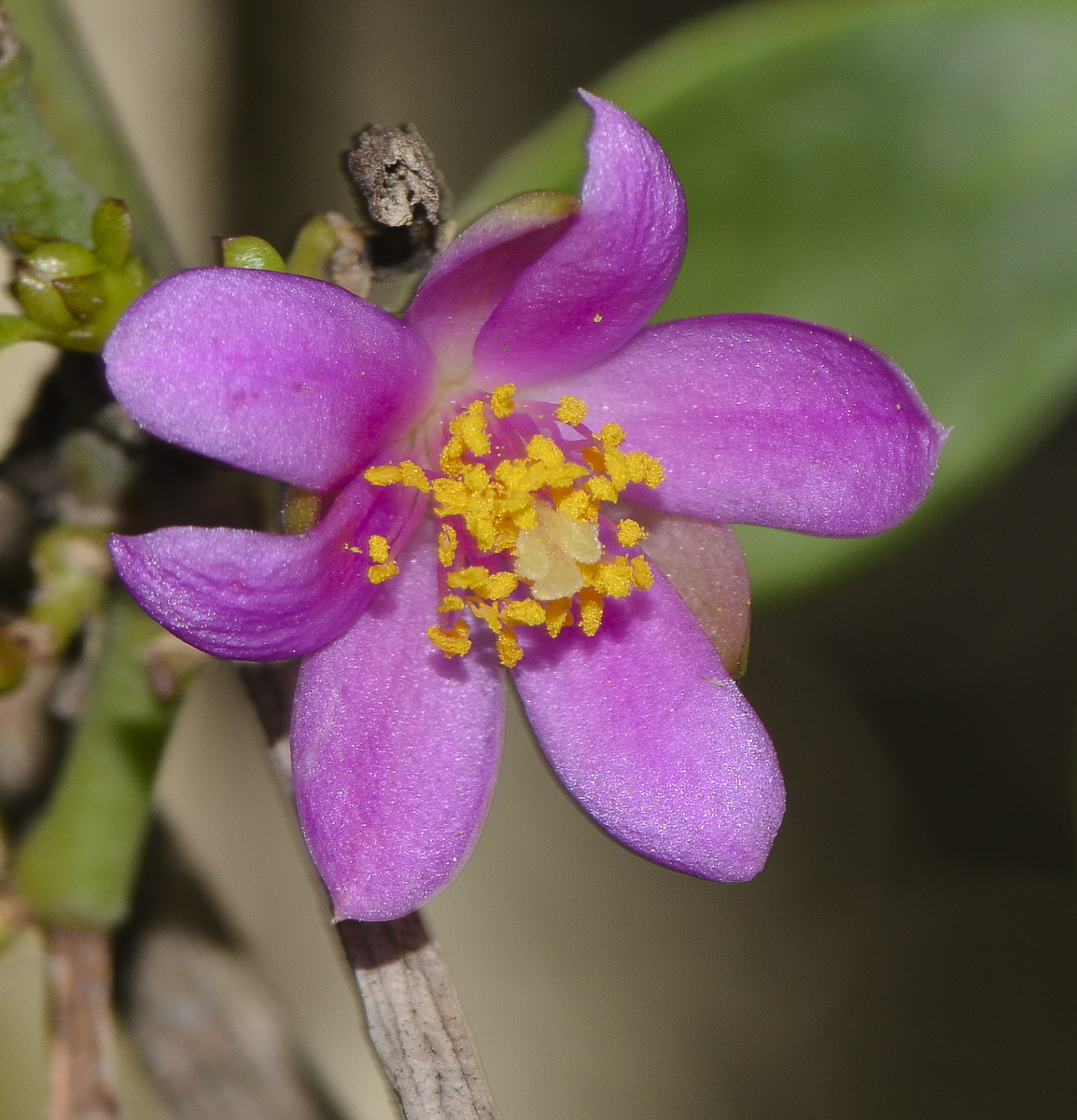 Image of genus Pereskia specimen.