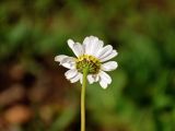 Tripleurospermum caucasicum