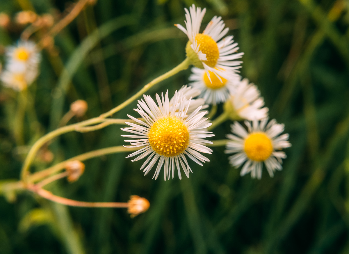 Image of genus Erigeron specimen.