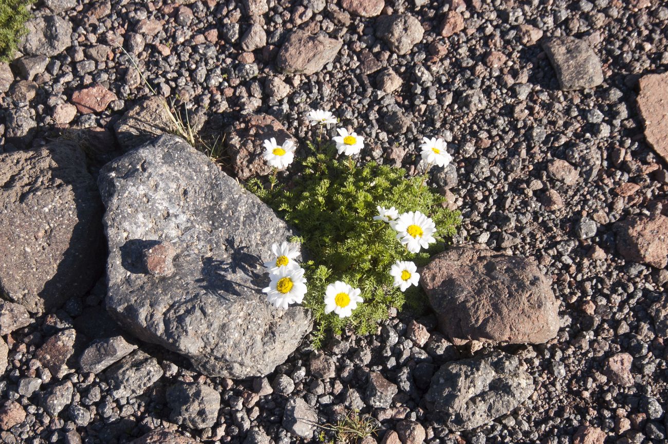 Image of Anthemis iberica specimen.