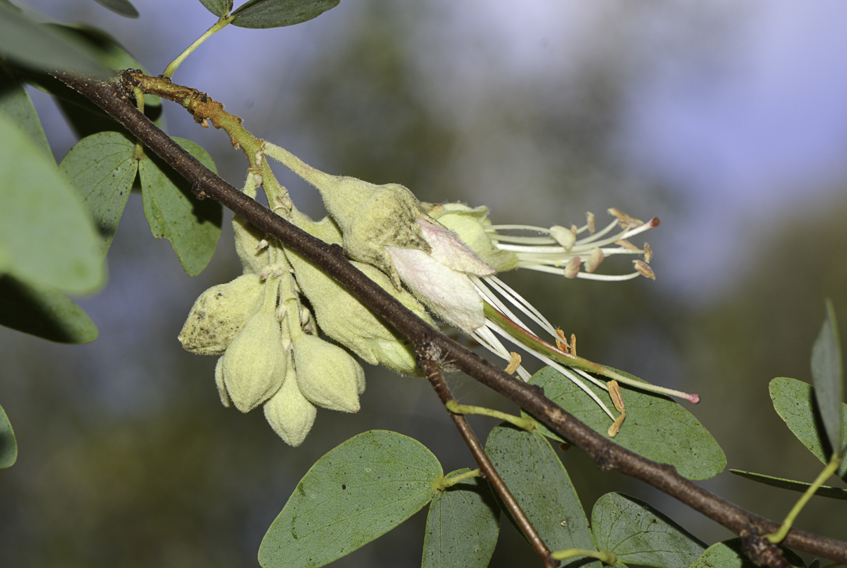 Image of Lysiphyllum gilvum specimen.